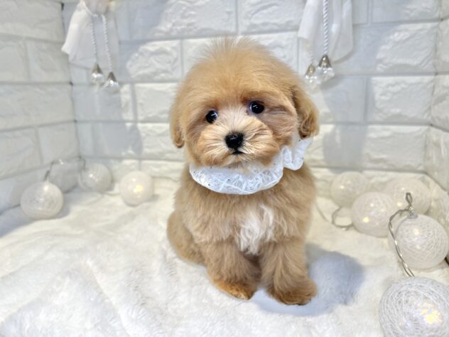 香川県のハーフ犬・ミックス犬 (ワンキャラット アミーゴ丸亀店/2025年10月24日生まれ/女の子/クリーム)の子犬の3枚目の画像