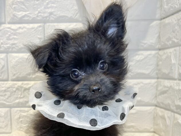 香川県のハーフ犬・ミックス犬 (ワンキャラット アミーゴ丸亀店/2025年10月24日生まれ/女の子/ブラック)の子犬の1枚目の画像