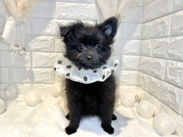 香川県のハーフ犬・ミックス犬 (ワンキャラット アミーゴ丸亀店/2025年10月24日生まれ/女の子/ブラック)の子犬の2枚目の画像