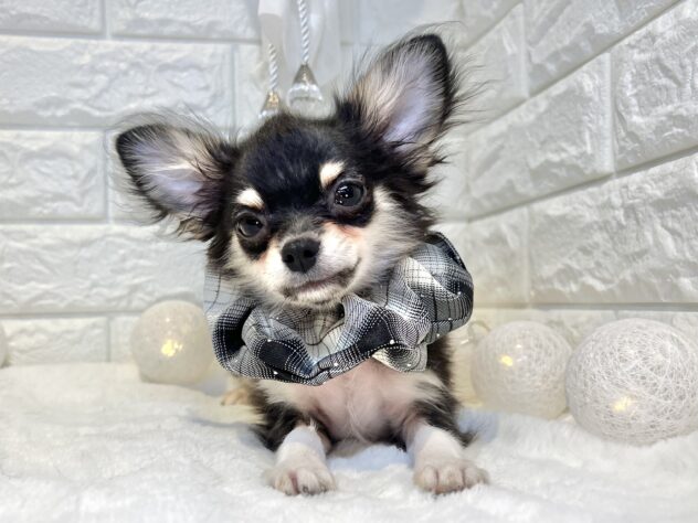 香川県のチワワ(ロング) (ワンキャラット アミーゴ丸亀店/2025年10月8日生まれ/男の子/ブラックタンホワイト)の子犬の2枚目の画像