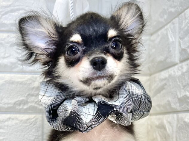 香川県のチワワ(ロング) (ワンキャラット アミーゴ丸亀店/2025年10月8日生まれ/男の子/ブラックタンホワイト)の子犬の1枚目の画像