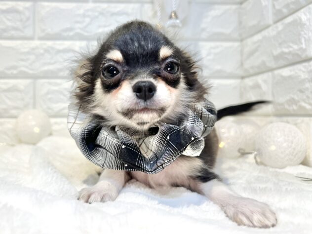 香川県のチワワ(ロング) (ワンキャラット アミーゴ丸亀店/2025年10月8日生まれ/男の子/ブラックタンホワイト)の子犬の4枚目の画像