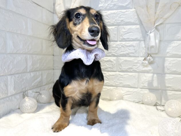 香川県のミニチュアダックスフンド(ロング) (ワンキャラット アミーゴ丸亀店/2025年8月7日生まれ/女の子/ブラックタン)の子犬の3枚目の画像