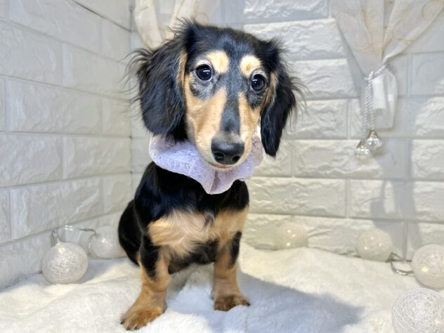 香川県のミニチュアダックスフンド(ロング) (ワンキャラット アミーゴ丸亀店/2025年8月7日生まれ/女の子/ブラックタン)の子犬の2枚目の画像