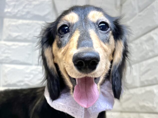 香川県のミニチュアダックスフンド(ロング) (ワンキャラット アミーゴ丸亀店/2025年8月7日生まれ/女の子/ブラックタン)の子犬の1枚目の画像