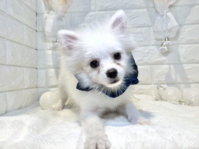 香川県のポメラニアン (ワンキャラット アミーゴ丸亀店/2025年8月20日生まれ/男の子/クリーム)の子犬の2枚目の画像