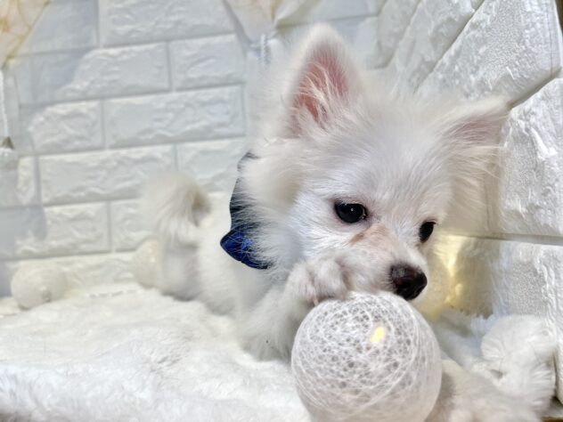香川県のポメラニアン (ワンキャラット アミーゴ丸亀店/2025年8月20日生まれ/男の子/クリーム)の子犬の3枚目の画像