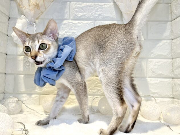 香川県のシンガプーラ (ワンキャラット アミーゴ丸亀店/2025年8月2日生まれ/男の子/セピアアグーティ)の子猫の3枚目の画像