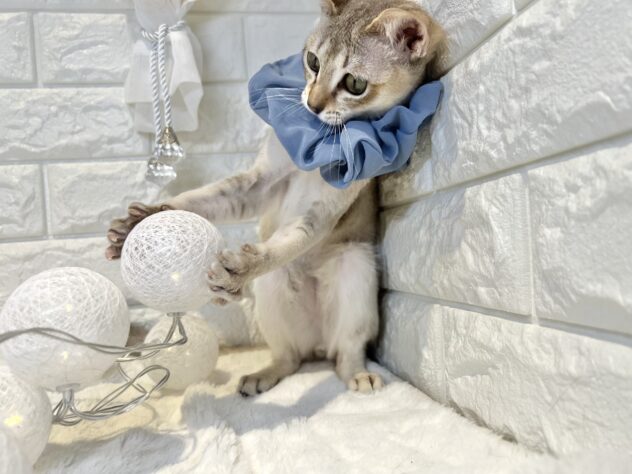 香川県のシンガプーラ (ワンキャラット アミーゴ丸亀店/2025年8月2日生まれ/男の子/セピアアグーティ)の子猫の4枚目の画像