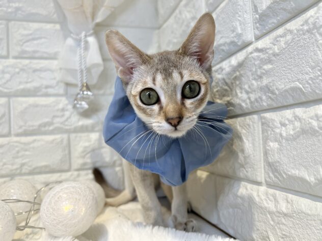 香川県のシンガプーラ (ワンキャラット アミーゴ丸亀店/2025年8月2日生まれ/男の子/セピアアグーティ)の子猫の2枚目の画像