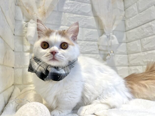 香川県のマンチカン (ワンキャラット アミーゴ丸亀店/2025年7月7日生まれ/男の子/クリームタビーホワイト)の子猫の3枚目の画像