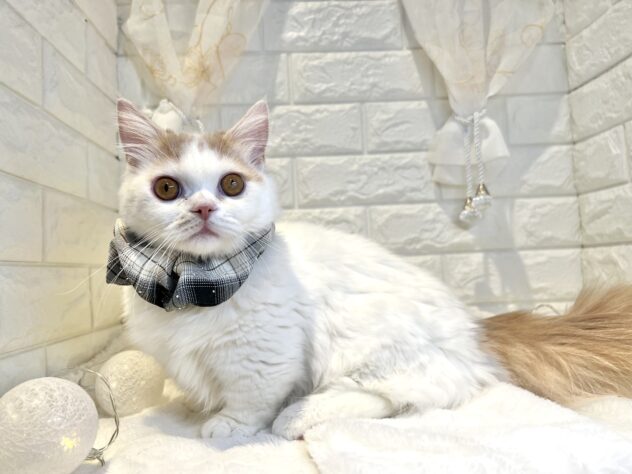 香川県のマンチカン (ワンキャラット アミーゴ丸亀店/2025年7月7日生まれ/男の子/クリームタビーホワイト)の子猫の2枚目の画像