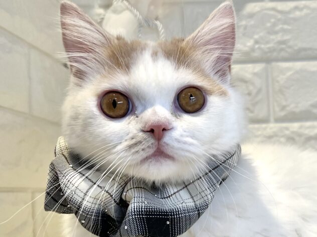 香川県のマンチカン (ワンキャラット アミーゴ丸亀店/2025年7月7日生まれ/男の子/クリームタビーホワイト)の子猫の1枚目の画像