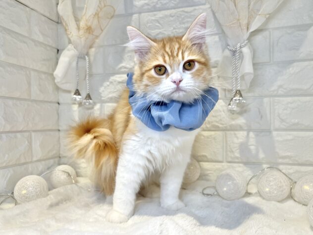 香川県のミヌエット (ワンキャラット アミーゴ丸亀店/2025年9月14日生まれ/男の子/レッドマッカレルタビーホワイト)の子猫の2枚目の画像