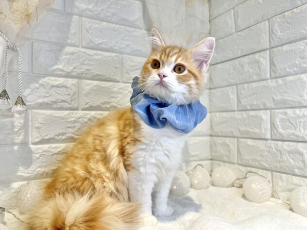 香川県のミヌエット (ワンキャラット アミーゴ丸亀店/2025年9月14日生まれ/男の子/レッドマッカレルタビーホワイト)の子猫の3枚目の画像