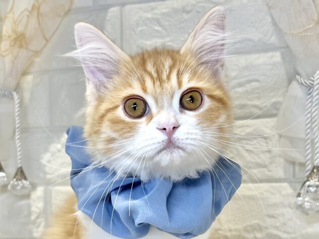 香川県のミヌエット (ワンキャラット アミーゴ丸亀店/2025年9月14日生まれ/男の子/レッドマッカレルタビーホワイト)の子猫の1枚目の画像