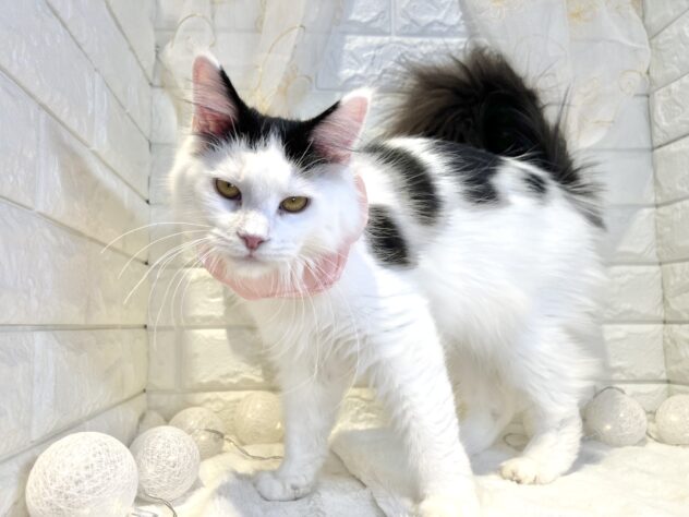 香川県のメインクーン (ワンキャラット アミーゴ丸亀店/2025年5月3日生まれ/女の子/ブラックホワイト)の子猫の4枚目の画像