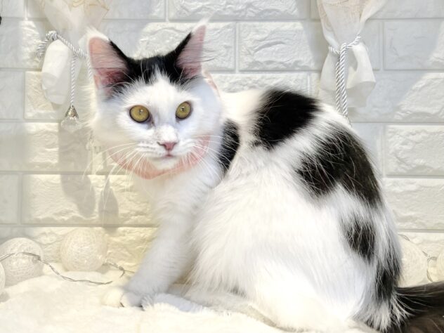 香川県のメインクーン (ワンキャラット アミーゴ丸亀店/2025年5月3日生まれ/女の子/ブラックホワイト)の子猫の3枚目の画像