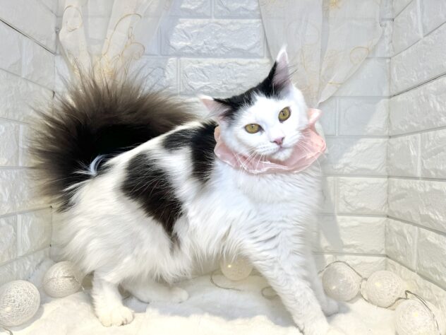 香川県のメインクーン (ワンキャラット アミーゴ丸亀店/2025年5月3日生まれ/女の子/ブラックホワイト)の子猫の2枚目の画像