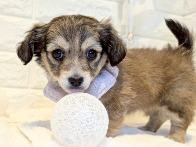 香川県のハーフ犬・ミックス犬 (ワンキャラット アミーゴ丸亀店/2025年11月20日生まれ/女の子/レッド)の子犬の4枚目の画像