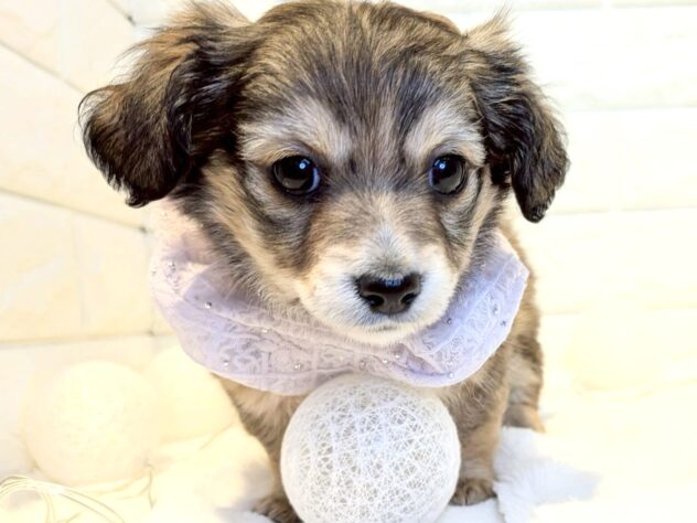 香川県のハーフ犬・ミックス犬 (ワンキャラット アミーゴ丸亀店/2025年11月20日生まれ/女の子/レッド)の子犬の3枚目の画像