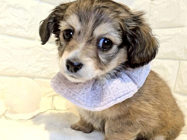 香川県のハーフ犬・ミックス犬 (ワンキャラット アミーゴ丸亀店/2025年11月20日生まれ/女の子/レッド)の子犬の2枚目の画像