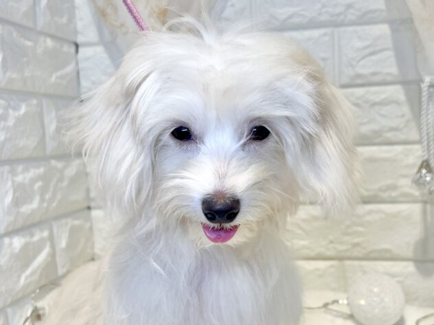 香川県のマルックス(マルチーズ×ダックス) (ワンキャラット アミーゴ丸亀店/2025年8月11日生まれ/女の子/クリーム)の子犬の1枚目の画像