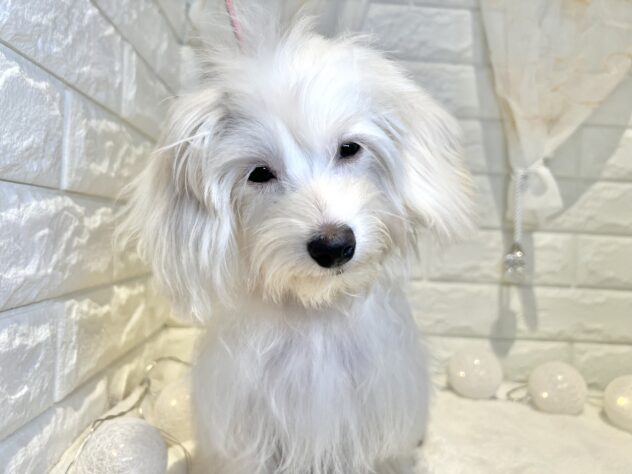 香川県のマルックス(マルチーズ×ダックス) (ワンキャラット アミーゴ丸亀店/2025年8月11日生まれ/女の子/クリーム)の子犬の2枚目の画像