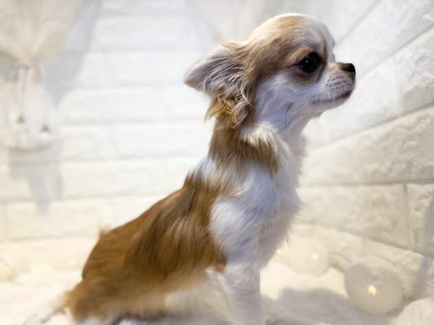 香川県のチワワ(ロング) (ワンキャラット アミーゴ丸亀店/2025年7月17日生まれ/女の子/レッドホワイト)の子犬の3枚目の画像