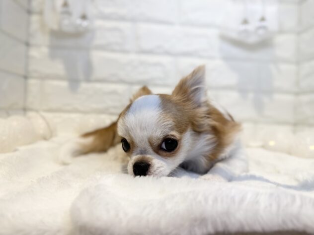 香川県のチワワ(ロング) (ワンキャラット アミーゴ丸亀店/2025年7月17日生まれ/女の子/レッドホワイト)の子犬の2枚目の画像