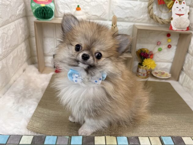 兵庫県のハーフ犬・ミックス犬 (ワンキャラット アミーゴ姫路花田店/2025年9月20日生まれ/男の子/フォーン)の子犬の2枚目の画像