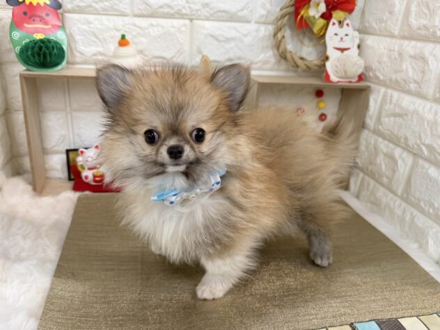 兵庫県のハーフ犬・ミックス犬 (ワンキャラット アミーゴ姫路花田店/2025年9月20日生まれ/男の子/フォーン)の子犬の4枚目の画像