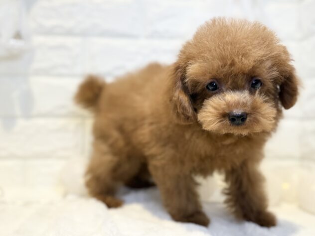 香川県のトイプードル(トイ) (ワンキャラット アミーゴ丸亀店/2025年10月11日生まれ/男の子/オレンジフォーン)の子犬の2枚目の画像