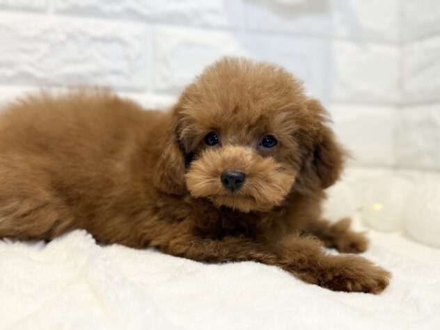 香川県のトイプードル(トイ) (ワンキャラット アミーゴ丸亀店/2025年10月11日生まれ/男の子/オレンジフォーン)の子犬の3枚目の画像