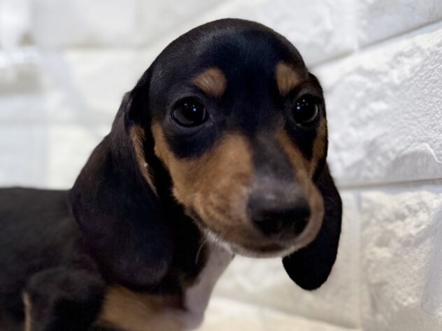 香川県のミニチュアダックスフンド(ロング) (ワンキャラット アミーゴ丸亀店/2025年10月21日生まれ/女の子/ブラックタン)の子犬の1枚目の画像