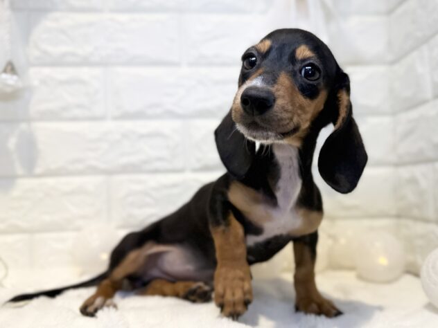 香川県のミニチュアダックスフンド(ロング) (ワンキャラット アミーゴ丸亀店/2025年10月21日生まれ/女の子/ブラックタン)の子犬の3枚目の画像