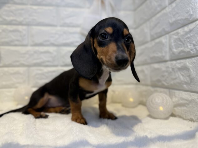 香川県のミニチュアダックスフンド(ロング) (ワンキャラット アミーゴ丸亀店/2025年10月21日生まれ/女の子/ブラックタン)の子犬の2枚目の画像
