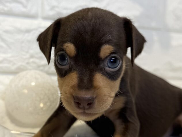 香川県のミニチュアピンシャー (ワンキャラット アミーゴ丸亀店/2025年11月23日生まれ/女の子/チョコレートタン)の子犬の1枚目の画像