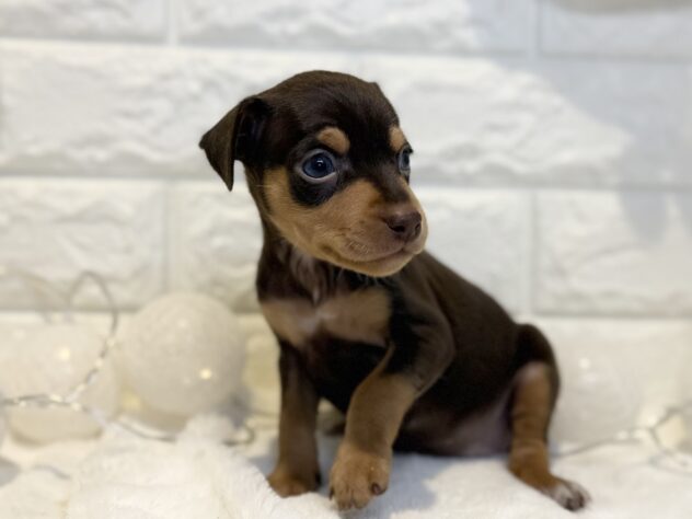 香川県のミニチュアピンシャー (ワンキャラット アミーゴ丸亀店/2025年11月23日生まれ/女の子/チョコレートタン)の子犬の2枚目の画像