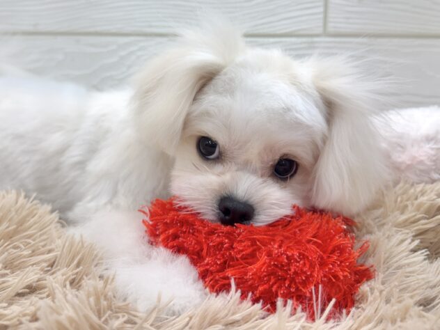 兵庫県のハーフ犬・ミックス犬 (ワンキャラット アミーゴ姫路飾磨店/2025年7月31日生まれ/女の子/ホワイト)の子犬の2枚目の画像