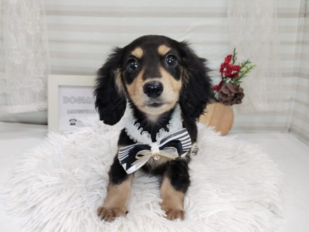 愛媛県のミニチュアダックスフンド(ロング) (アミーゴ松山久米店/2025年10月3日生まれ/男の子/ブラックイエロー)の子犬の2枚目の画像