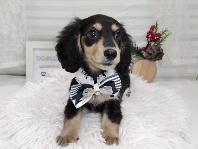 愛媛県のミニチュアダックスフンド(ロング) (アミーゴ松山久米店/2025年10月3日生まれ/男の子/ブラックイエロー)の子犬の3枚目の画像