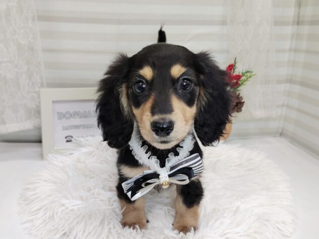 愛媛県のミニチュアダックスフンド(ロング) (アミーゴ松山久米店/2025年10月3日生まれ/男の子/ブラックイエロー)の子犬の1枚目の画像