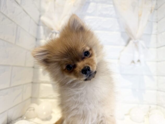 香川県のポメラニアン (ワンキャラット アミーゴ丸亀店/2025年9月28日生まれ/男の子/オレンジ)の子犬の2枚目の画像