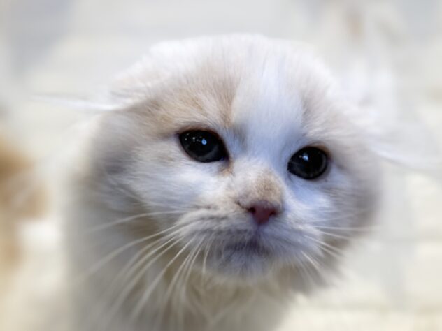 香川県のスコティッシュフォールド (ワンキャラット アミーゴ丸亀店/2025年10月29日生まれ/女の子/クリームタビーホワイト)の子猫の1枚目の画像