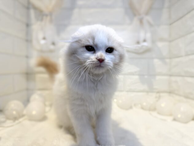 香川県のスコティッシュフォールド (ワンキャラット アミーゴ丸亀店/2025年10月29日生まれ/女の子/クリームタビーホワイト)の子猫の2枚目の画像