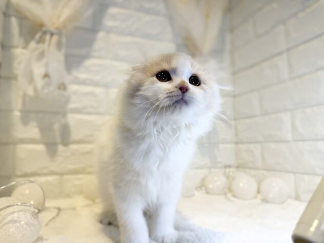 香川県のスコティッシュフォールド (ワンキャラット アミーゴ丸亀店/2025年10月29日生まれ/女の子/クリームタビーホワイト)の子猫の3枚目の画像