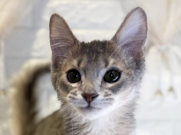 香川県のソマリ (ワンキャラット アミーゴ丸亀店/2025年9月21日生まれ/男の子/ブルー)の子猫の1枚目の画像