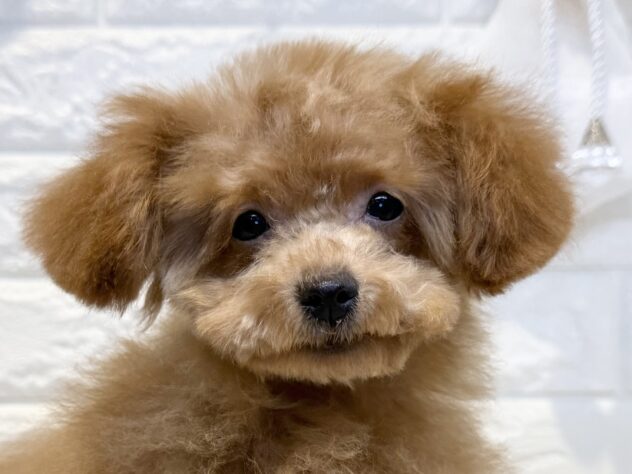 香川県のトイプードル(トイ) (ワンキャラット アミーゴ丸亀店/2025年9月14日生まれ/男の子/レッド)の子犬の1枚目の画像