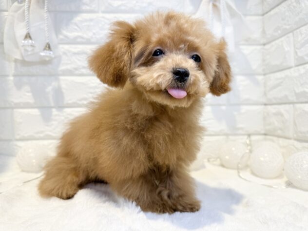 香川県のトイプードル(トイ) (ワンキャラット アミーゴ丸亀店/2025年9月14日生まれ/男の子/レッド)の子犬の2枚目の画像